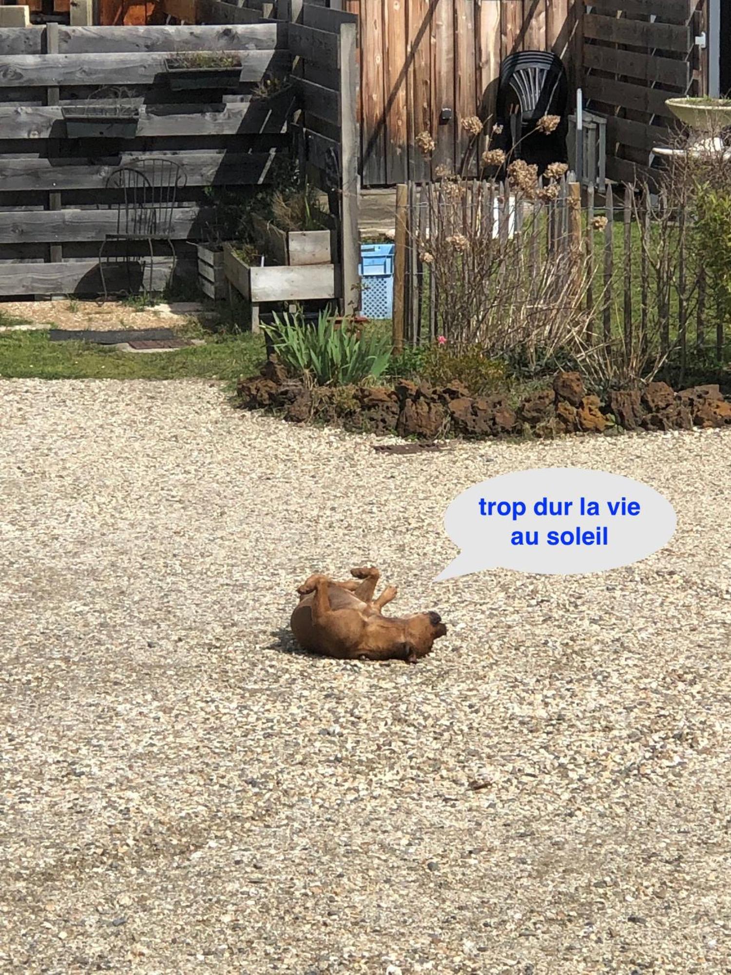 Les Logis D'Argent Studio Independant Parking Entree Autonome Linge De Lit Et Serviettes Wifi Fibre Tv Connectee Mimizan Luaran gambar